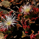 Mesembryanthemum crystallinum - Corse - Avril 2010