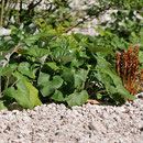 Orobanche jaune clair - Robanov kot - Slovénie - Juillet 2010