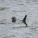 Le phoque commun - Phoca vitulina - Cromarty Firth (Ecosse) - Juillet 2008
