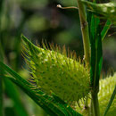 Gomphocarpus fruticosus (L.) W. T. Aiton  - Ile Rousse - 20/07/2013 