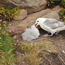 Fulmar boréal - Fulmarus glacialis  - Handa Island (Ecosse) - Juillet 2008