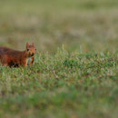 Ecureuil roux - Poitiers (86) - 29/09/2012