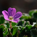 Erodium corsicum - Corse - Avril 2010