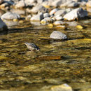Cincle plongeur juvénile - Slovénie - Juillet 2010