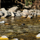 Cincle plongeur juvénile - Slovénie - Juillet 2010