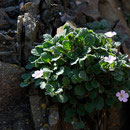 Erodium corsicum - Corse - Avril 2010