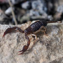 Scorpion à pattes jaunes- Drome (26) - Avril 2009