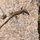 Le lézard tyrrhénien - Massif du Monte Rotondo - 15/07/2013