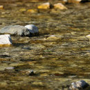 sous l'eau