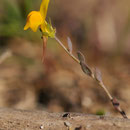 Linaria flava subsp. sardoa - Corse - Avril 2010