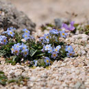 Myosotis corse - Massif du Monte Rinosu - 7 juillet 2013