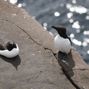 Pingouin torda - Alca torda - Handa Island (Ecosse) - Juillet 2008