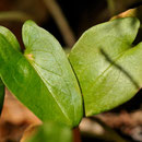 Arisarum vulgare subsp. vulgare - Corse - Avril 2010