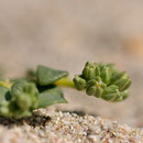 Polycarpon tetraphyllum subsp. alsinifolium - Corse - Avril 2010