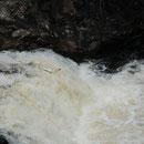 Saumon Atlantique - Salmo salar - Falls of Shin - Ecosse  - Juillet 2008