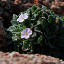 Erodium corsicum - Corse - Avril 2010