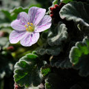 Erodium corsicum - Corse - Avril 2010