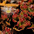 Mesembryanthemum crystallinum - Corse - Avril 2010