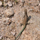 Le lézard tyrrhénien - Massif du Monte Rotondo - 15/07/2013