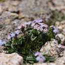 Myosotis corse - Massif du Monte Rinosu - 7 juillet 2013