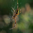 Argiope frelon ou Argiope fasciée (Argiope bruennichi) Buxerolles (86) - 09/09/2012