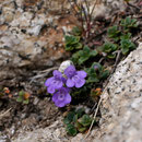 Calament corse - Massif du Monte Rinosu - 7 juillet 2013