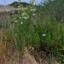 Gomphocarpus fruticosus (L.) W. T. Aiton  - Ile Rousse - 20/07/2013 