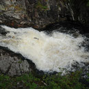Saumon Atlantique - Salmo salar - Falls of Shin - Ecosse  - Juillet 2008