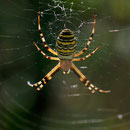 Argiope frelon ou Argiope fasciée (Argiope bruennichi) Buxerolles (86) - 09/09/2012