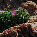 Erodium corsicum - Corse - Avril 2010