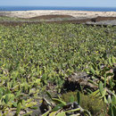 Les cactus constituent la source de nourriture des cochenilles parasites