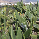 Plantations de cactus autour du village de Mala, au Nord-Est de l'île