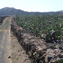 Les cactus sont cultivés dans des champs clos appelés "cercados"