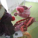 La cochenille fournit des roses, rouges et violets superbes sur la laine  