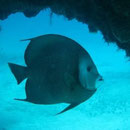 Playa del Carmen Snorkeling with Albertos Scuba