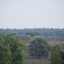Nemitzer Heide