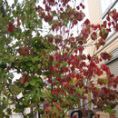 ヤマボウシの剪定 庭木で開運 自分でできる簡単な剪定