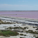 Salzsee bei Salin-de-Giraud / Carmague / Sommer 2011