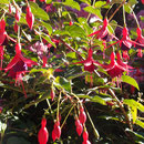 Unterwegs in Cornwall: Gulval bei Penzance