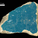 Echantillon BDX 8012. Fouilles de l'Ak Saray de 1996.  Conservé au Musée Amir Temur de Shahrisabz (photo : C.Ollagnier, 2008)
