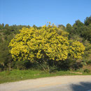 Mimosen im Februar
