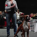 CACIB Offenburg 2016