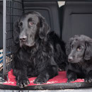 Balou und Alika... sie hat sich schon in sein Herz geschlichen 
