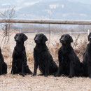 und alle zusammen...ganz rechts außen Balou