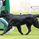 Henry, GC Head over Heels