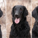 Lila, Lilly und Choice von links