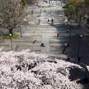 教会の桜と開港広場