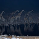 10 Giraffen am Wasserloch, ein Nashorn und ein frecher Schakal, der unbedingt mit auf´s Bild wollte