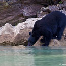 Eine andere Sichtung unserer Tour: Trinkender Schwarzbär