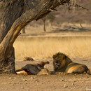 Das ist immer der erste Schritt: die großen Raubtiere suchen sich ein Opfer. Im Kgalagadi-NP mussten sehr häufig die Eland-Antilopen diese undankbare Rolle einnehmen...